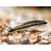 Otocinclus Vittatus 3cm